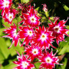 Phlox Twinkle Star Mixed Color - Flower Seeds