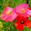Poppy Shirley Red - Flower Seeds