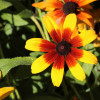 Rudbeckia, Gloriosa Daisy - Flower Seeds
