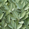 Sage - Herb Seeds