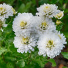Zinnia White Tall - Flower Seeds
