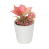 Aglaonema Pink Plant