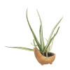 Exotic Aloe Vera Variegated Plant