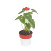 Anthurium Red Plant