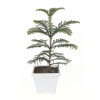Araucaria (Christmas) Plant