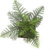 Araucaria (Christmas) Plant