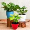 Set Of 3 Stress Free Plants
