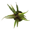 Cryptanthus Bivittatus Plant