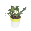 Gerbera - Perennial Flower Plant