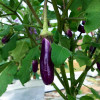 Brinjal Purple Long - Desi Vegetable Seeds