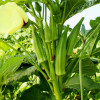 Okra Varsha - Vegetable Seeds