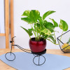 Money Plant Green Varigated - Red Pot with Black Metal Cycle Planter