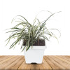 Ribbon Grass - Dwarf Garter Plant