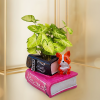 Syngonium White Butterfly Plant In Double Book Resin Pot