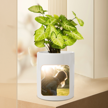 Beautiful Syngonium White Butterfly Plant with Personalised White Mug