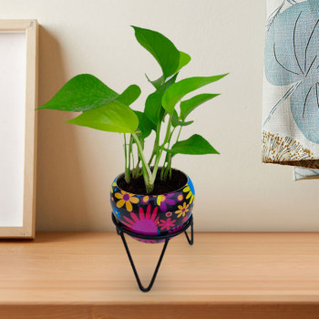 Money Plant Golden - Multicolor Metal Pot with Stand