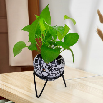 Money Plant Golden - Marble Metal Pot with Stand