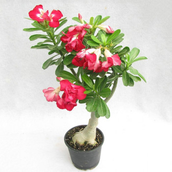 Pretty Desert Rose Bonsai Plant