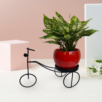 Aglaonema Snow White in Red Metal Pot With Stand