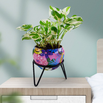 Money Plant Marble Prince - Multicolor Metal Pot with Stand