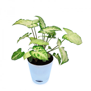 Syngonium Varigated Plant