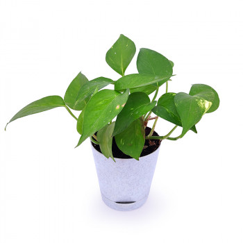 Money Plant Green Varigated - Plant