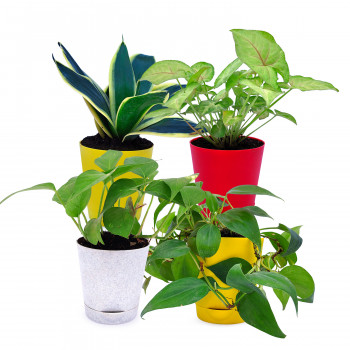 Money Plant Variegated, Sanseveria Golden Plant, Syngonium Pink Plant & Oxycardium Green Plant (Set Of 4)