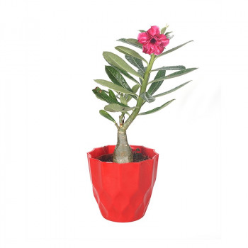 Adenium Multi Petal (Red) Plant