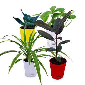 Spider Plant, Rubber Plant, Money Plant Variegated & Sanseveria Green (Set Of 4)