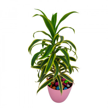 Song of India – Dracaena reflexa – Plant