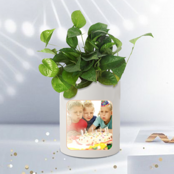 Green Money Plant In Stylish Personalised Mug White for Birthday