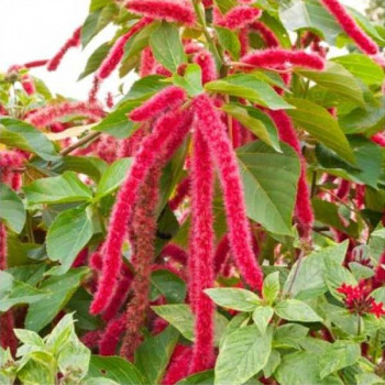 Amaranthus Cadatus Red - Flower Seeds