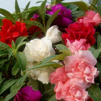Balsam Double Mixed Color - Flower Seeds