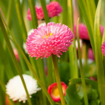 Bellis Perensis, Daisy Mixed Color - Flower Seeds