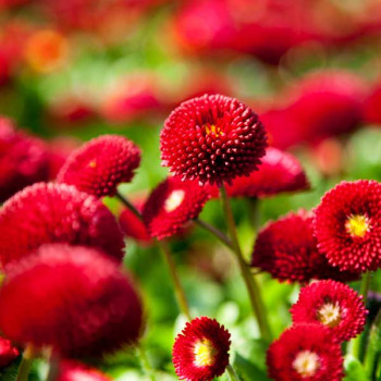 Bellis Perensis, Daisy Red - Flower Seeds