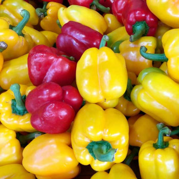 Capsicum Mix Color, Bell Pepper Misticanza - Vegetable Seeds