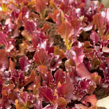 Biscia Salad Bowl - Vegetable Seeds