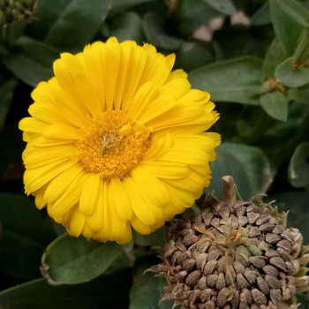 Calendula Bon Bon Yellow - Flower Seeds