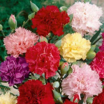 Carnation Giant Chabaud Mixed Color - Flower Seeds