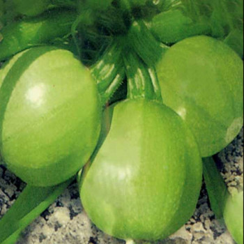 Chappan Kaddu - Vegetable Seeds