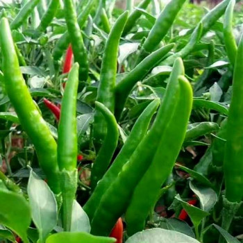 Chilli Jwala - Vegetable Seeds