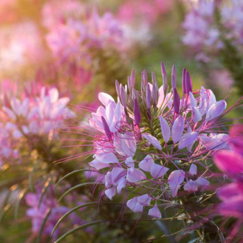 Cleome Spinosa Mixed Color - Flower Seeds