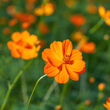 Cosmos Orange - Flower Seeds