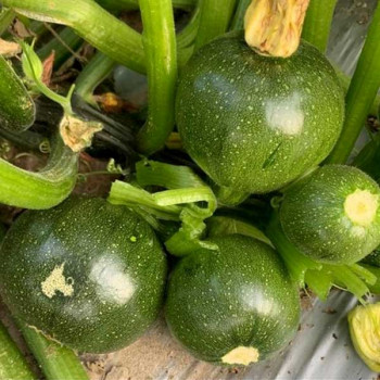 F1 AAyan Summer Squash - Vegetable Seeds