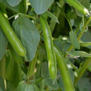 Fava Beans Selection Bakla - Vegetable Seeds