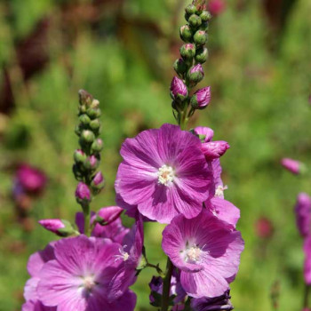 Hollyhock F1 Dwarf - Flower Seeds