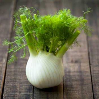 Fennel Imported Sweet - Herb Seeds