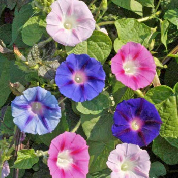 Ipomoea Mixed Color - Flower Seeds