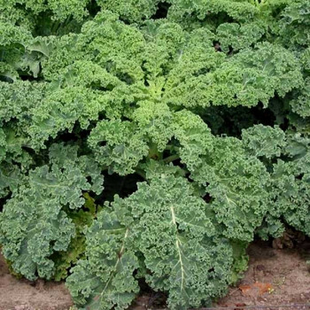 Kale Green Edible - Vegetable Seeds
