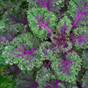 Kale Red Russian - Vegetable Seeds